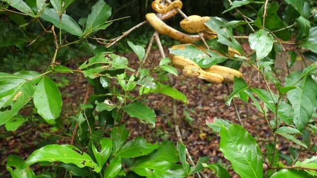 Garden Tree Boa (Corallus hortulanus) striking. This arboreal species feeds on birds and bats. Yasuni National Park, Orellana province, the Ecuadorian Amazon.
