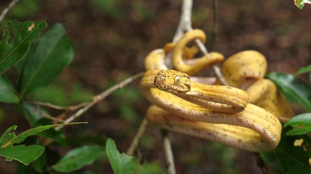 Garden Tree Boa (Corallus hortulanus) striking in slow motion. This arboreal species feeds on birds and bats. Yasuni National Park, Orellana province, the Ecuadorian Amazon.