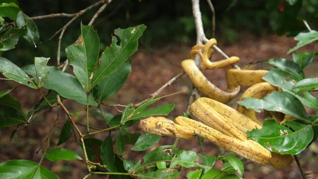 Garden Tree Boa (Corallus hortulanus) striking in slow motion. This arboreal species feeds on birds and bats. Yasuni National Park, Orellana province, the Ecuadorian Amazon.