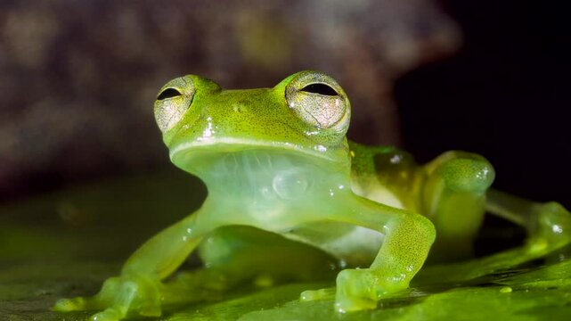Santa Cecilia Cochran Frog (Teratohyla midas) In the Ecuadorian Amazon, Yasuni National Park, Orellana province.