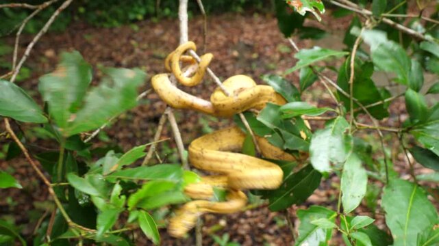 Garden Tree Boa (Corallus hortulanus) striking. This arboreal species feeds on birds and bats. Yasuni National Park, Orellana province, the Ecuadorian Amazon.