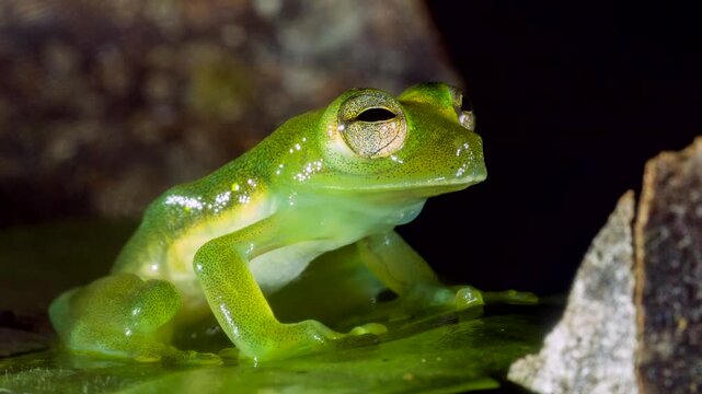 Santa Cecilia Cochran Frog (Teratohyla midas) In the Ecuadorian Amazon, Yasuni National Park, Orellana province.