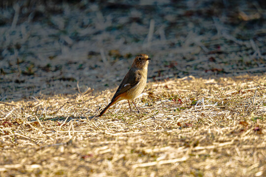 A cute female Daurian redstart standing on dry grass