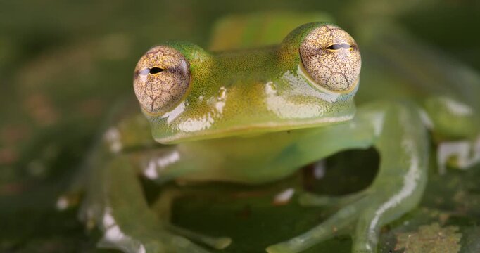 Durrells Glassfrog (Espadarana durrellorum) A very rare species endemic to the Ecuadorian Amazon. Yasuni National Park, Orellana province, Ecuador
