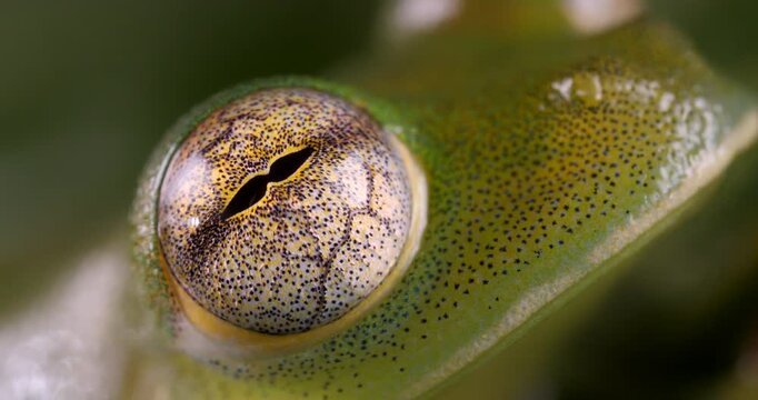 Durrells Glassfrog (Espadarana durrellorum) A very rare species endemic to the Ecuadorian Amazon. Yasuni National Park, Orellana province, Ecuador