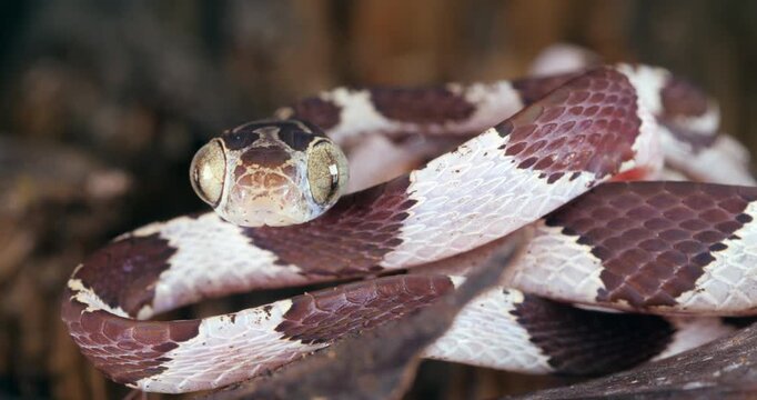 Common blunt-headed tree snake (Imantodes cenchoa) swivels its big eyes. In the Ecuadorian Amazon, Yasuni National Park, Orellana province.