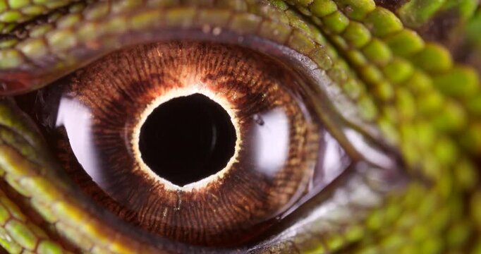 Amazon forest dragon (Enyalioides laticeps), close-up of eye. From rainforest in Yasuni National Park, Orellana province, in the Ecuadorian Amazon.