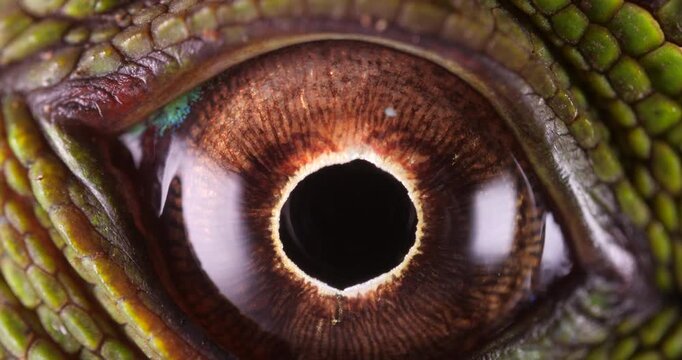Amazon forest dragon (Enyalioides laticeps), close-up of eye. From rainforest in Yasuni National Park, Orellana province, in the Ecuadorian Amazon.