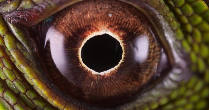 Amazon forest dragon (Enyalioides laticeps), close-up of eye. From rainforest in Yasuni National Park, Orellana province, in the Ecuadorian Amazon.