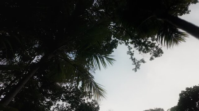 Looking up through lush green Nikau palm trees and dense foliage towards a bright, overcast sky in the tropical rainforest of , KareKare, Auckland, New Zealand.
