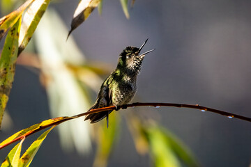 Pequeño colibrí chileno de plumaje iridiscente verde posado sobre una delgada rama entre hojas iluminadas por luz natural suave. Fotografía de vida silvestre capturada en Licantén, Chile, con fondo de © jonathan