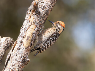 Obraz premium Male Ladder-backed Woodpecker in Arizona