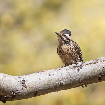 Female Ladder-backed Woodpecker in Arizona