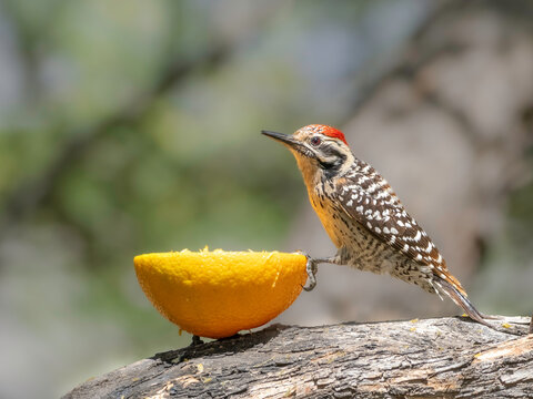 Male Ladder-backed Woodpecker in Arizona