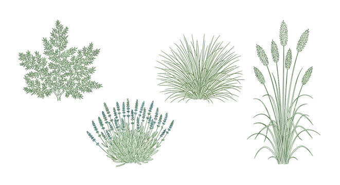 collection of decorative ornamental plants for landscape design garden elements