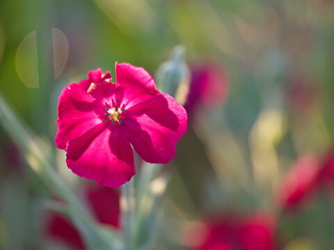 Tokyo, Japan - May 25, 2026: Closeup of Lychnis coronaria or 
Silene coronaria or rose campion or dusty miller or bloody WIlliam or Lychnis coronaria