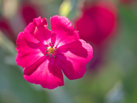 Tokyo, Japan - May 25, 2026: Closeup of Lychnis coronaria or 
Silene coronaria or rose campion or dusty miller or bloody WIlliam or Lychnis coronaria