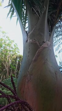 A close-up view of lush green Nikau palm fronds and ferns against a bright sky, showcasing the vibrant tropical foliage of  KareKare, Auckland, New Zealand.