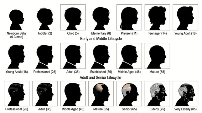 Human lifecycle age progression silhouettes chart showing human aging from newborn baby to very elderly.