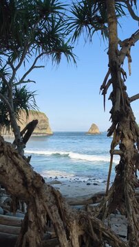 Tropical Papuma beach, Indonesia view through roots and palm trees on a sunny day. Gentle ocean waves roll onto the shore with islands in the background, featuring ambient sea wave sounds.