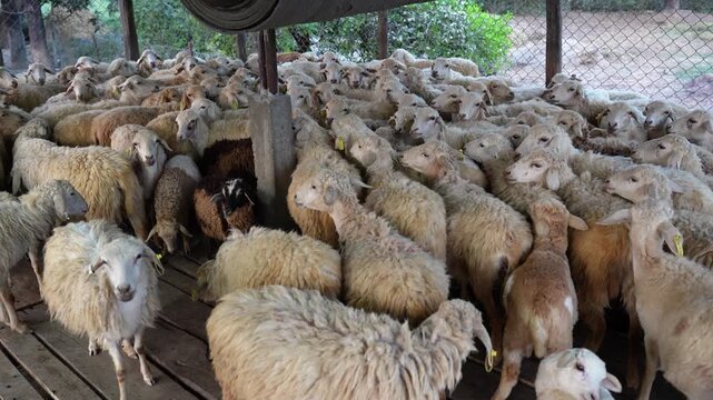 View of a large flock of sheep crowded together inside a wooden farm enclosure with a fence in the background, Nepal.