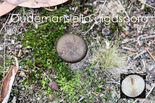 Oudemansiella gigaspora (Rooting Shank) growing naturally in South Australia ,with inset showing gills