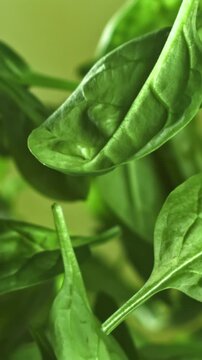 Spinach leaves fly up and fall down. Filmed on a high-speed camera at 1000 fps. High quality FullHD footage