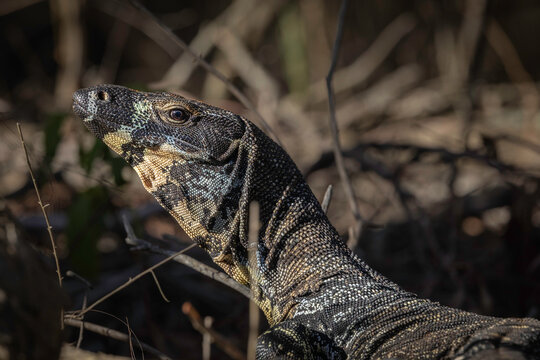 Lace Monitor (Varanus varius), Narooma, NSW, January 2026