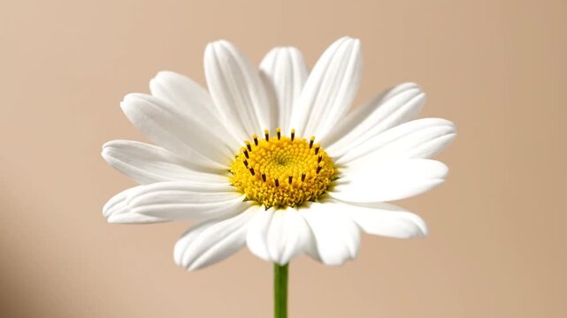 Single daisy on soft background.