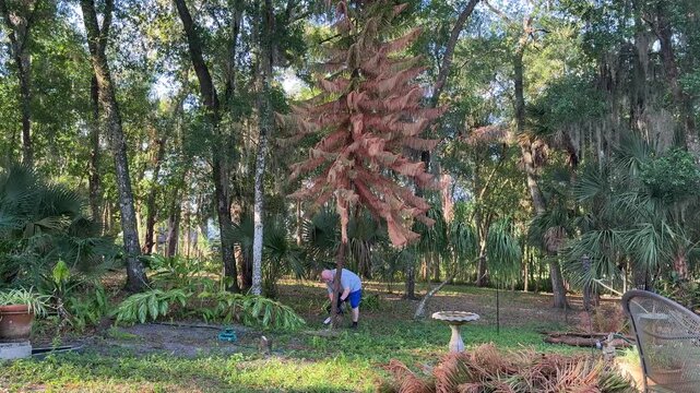 Senior man cutting down dead Norfolk Island pine tree in backyard