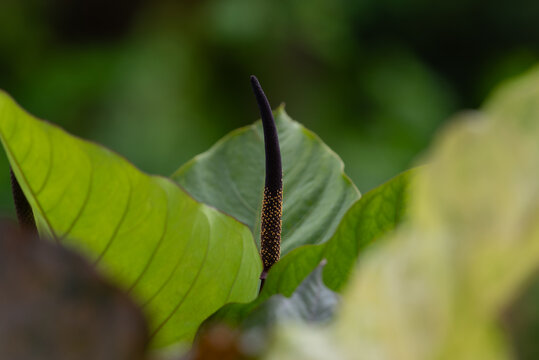 Closeup of tropical plant spadix surrounded by green leaves natural light macro detail botany foliage soft background nature growth texture
