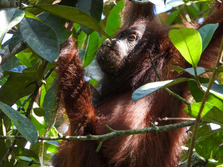 Orangutan hanging on tree branch while getting sunlight. © Lianlly Jerome
