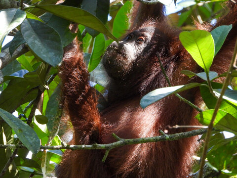 Orangutan hanging on tree branch while getting sunlight.
