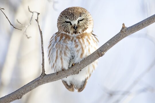 Northern saw-whet owl (Aegolius acadicus), perched on a tree after a snowfall, forest of Yamachiche, province of Quebec, Canada,