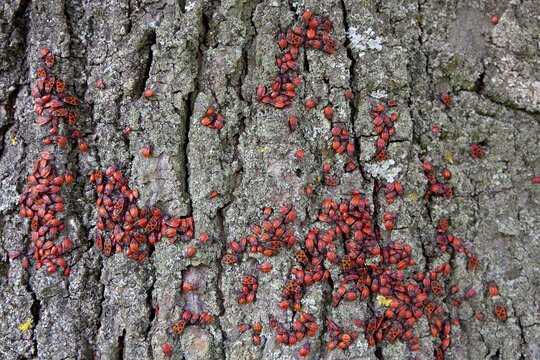 Fire bugs (Pyrrhocoris apterus), on trunk of a lime tree, Germany