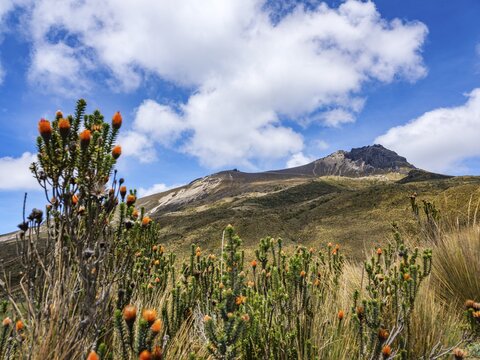 Guagua Pichincha volcano in front of Chuquiragua (Chuquiragua jussieui), Pichincha province, Ecuador
