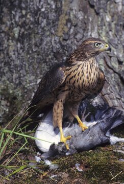 Hawk (Accipiter gentilis)