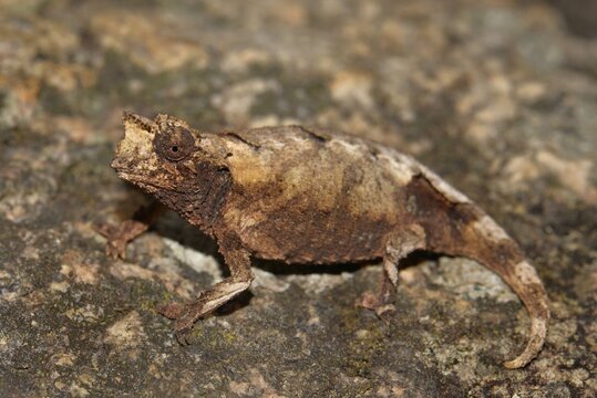 New species of leaf chameleon (Brookesia brunoi) Andringitra National Park, Southern Highlands of Madagascar