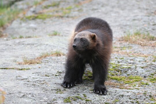 Wolverine or Glutton (Gulo gulo), Sweden, Europe