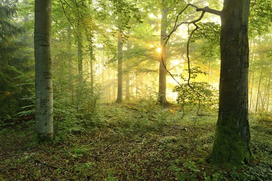 Light-flooded deciduous forest in the warm light of the morning sun, sun shines through fog, beech and maple, Thuringian Slate Mountains, near Bad Lobenstein, Thuringia, Germany