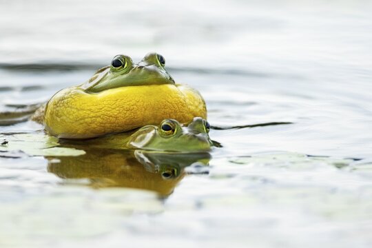Bull frogs. Lithobates catesbeianus. Bull frogs mating. The male bullfrog calls when another male bullfrog gets too close to them. La Mauricie national park. Province of Quebec. Canada