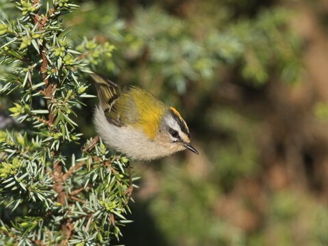 Common firecrest (Regulus ignicapilla), Rhineland-Palatinate, Germany