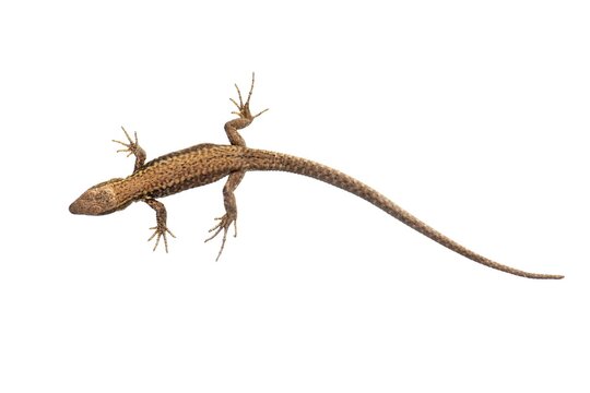 Sand lizard (Lacerta agilis), cropped, white background