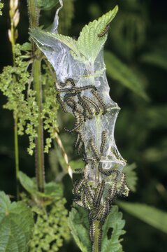 Small Tortoiseshell (Aglais urticae), caterpillar nest on stinging nettle