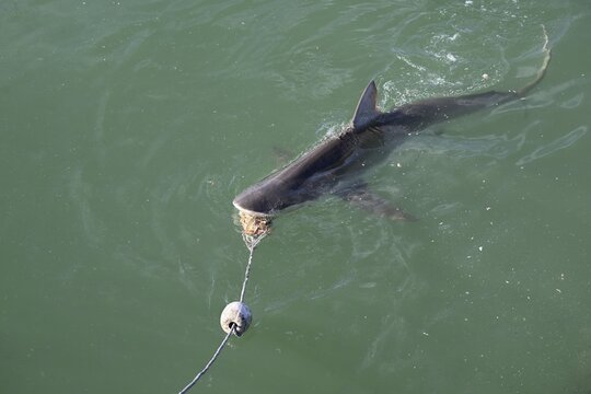 Bronze or copper shark (Carcharhinus brachyurus), lured with a bait, cage diving, near Gaansbai, Western Cape Province, South Africa