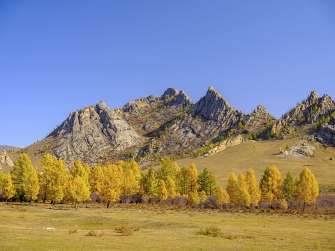 Autumnal colored trees and rocks in Gorky Terelj National Park, Gorky Terelj National Park, Ulaanbaatar, Ulan Bator, Mongolia