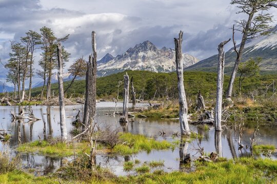 Swamp and dead trees on the way to Laguna Esmeralda, Tierra del Fuego Island, Patagonia, Argentina