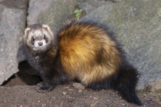 Ferret (Mustela putorius furo), captive, Thuringia, Germany