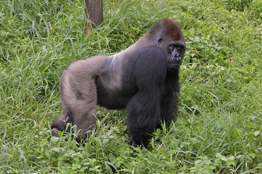 Western Lowland Gorilla (Gorilla gorilla gorilla), male, silverback, captive, South-West Region, Cameroon
