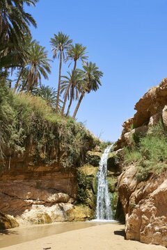 Waterfall amongst the date palms of the oasis of Mides, Sahara desert, Tunisia